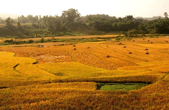 Laos_Golden_Harvest_Green_P.gif